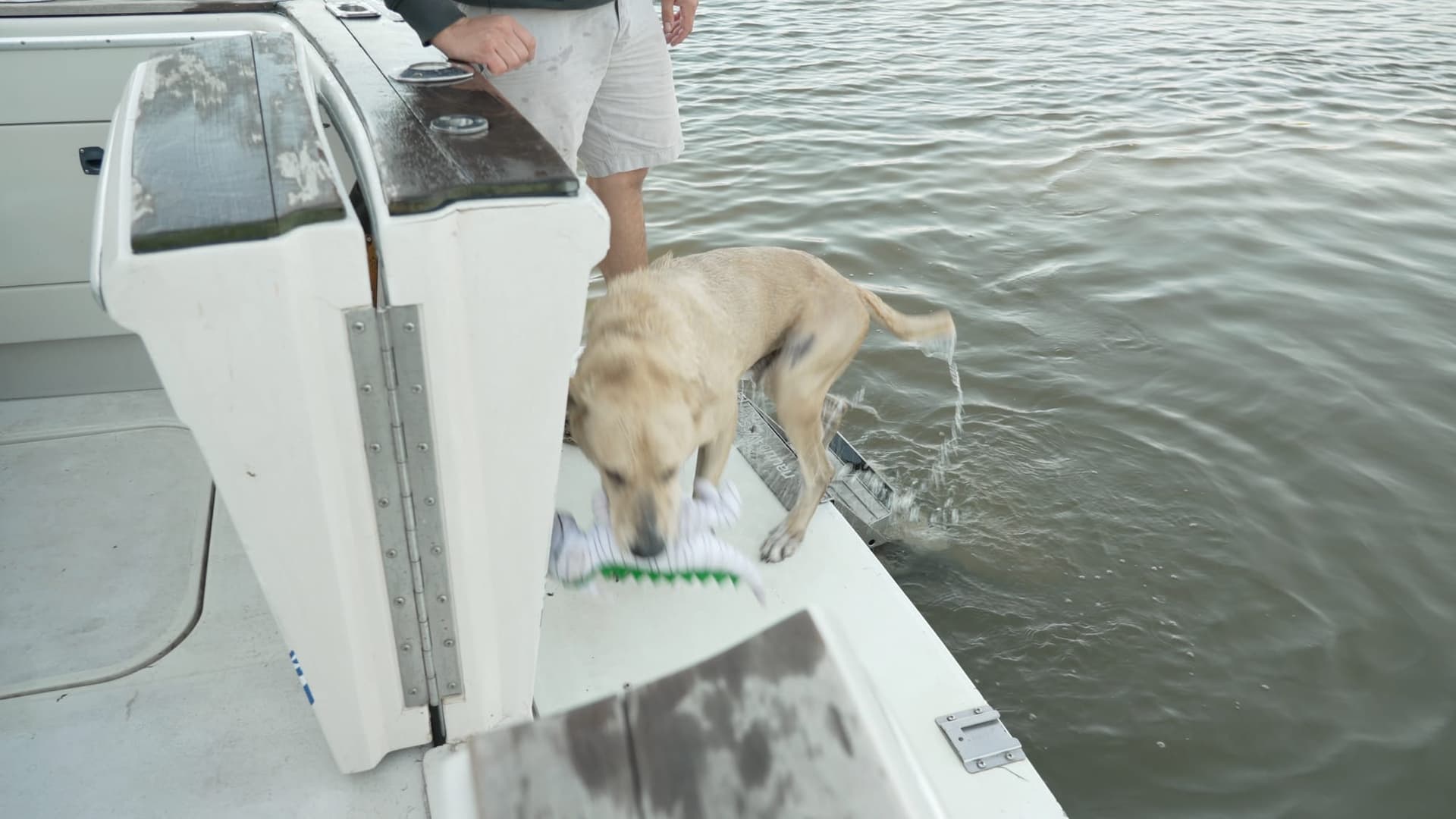 Remmy the yellow Lab climbing the nautiDAWGS ladder out of the lake