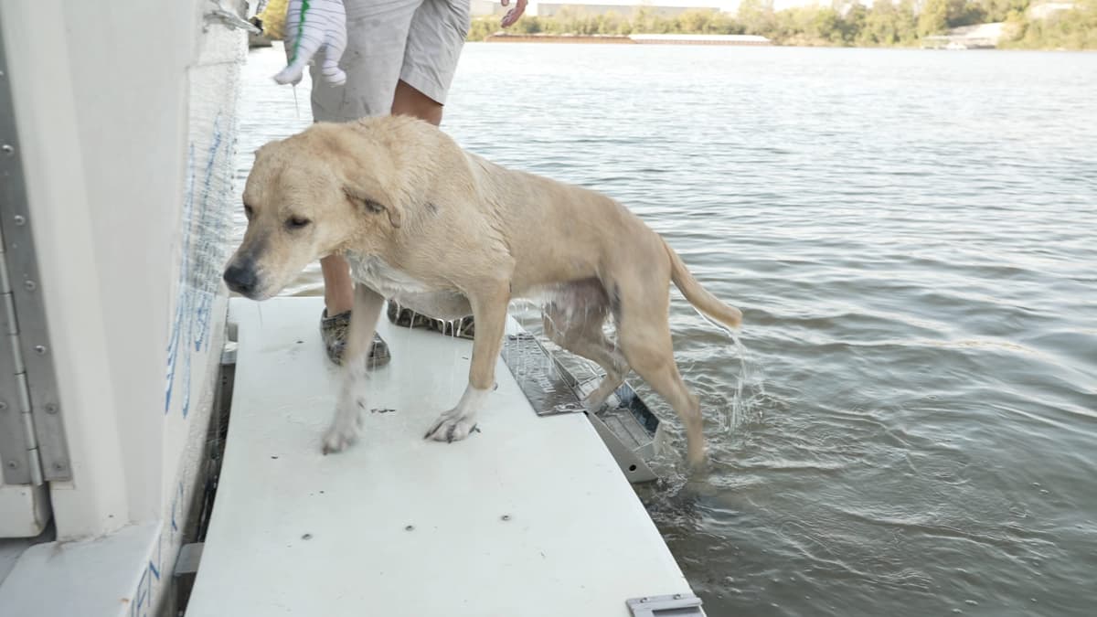Remmy stepping onto the swim platform