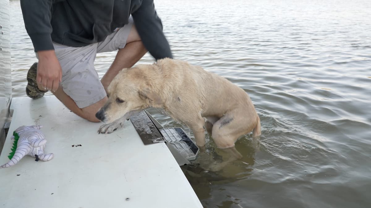 Remmy aboard, shaking off lake water