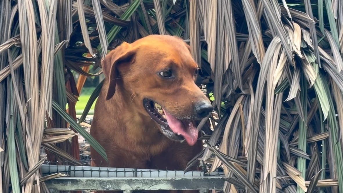 A red retriever watching the sky from inside a palm-frond boat blind