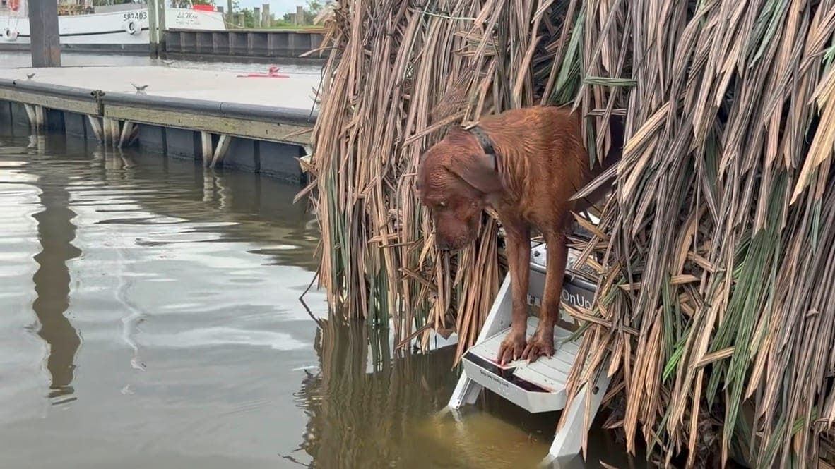 A wet retriever climbing down the nautiDAWGS ladder from a palm-frond duck blind on a hunting boat