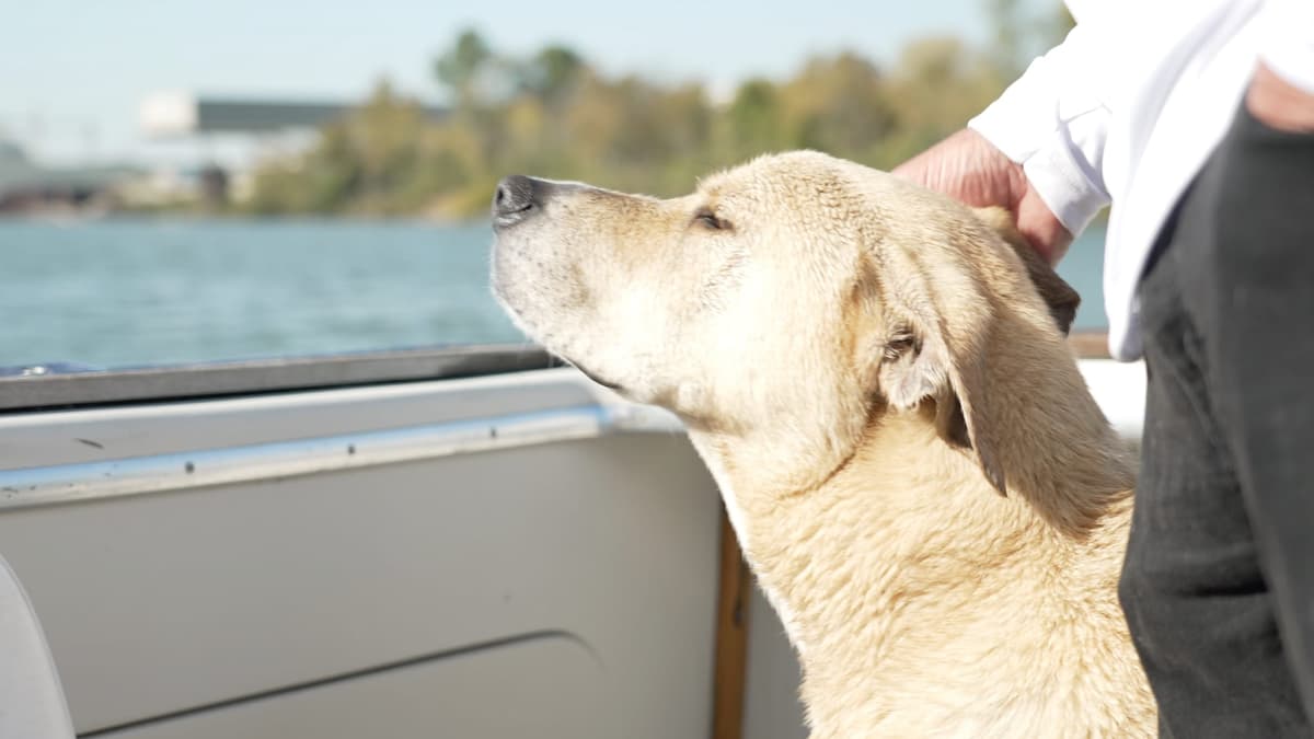 Remmy getting a rub after a swim